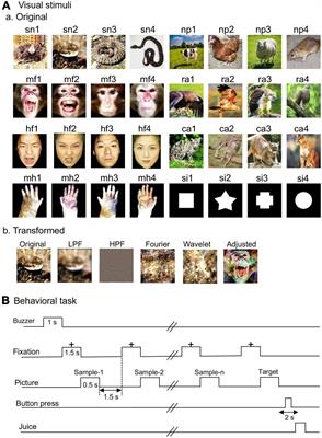 Fast Detection of Snakes and Emotional Faces in the Macaque Amygdala